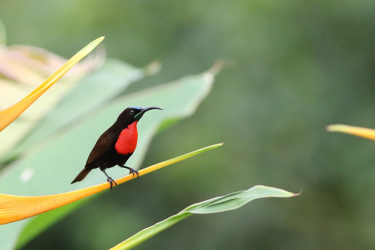 Chalcomitra_senegalensis_26.06.2019_P.Szymański 1.jpg
